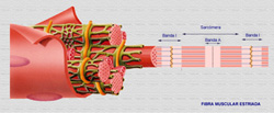 Fibra estriada