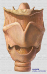 Cartílagos de la laringe