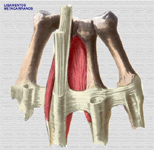 Ligamentos metacarpianos