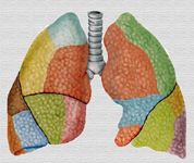 Lóbulos pulmonares