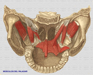 Músculos del paladar