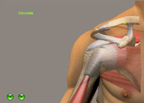 Animacin de la artroscopia