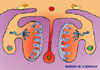 Embrin de 12 semanas