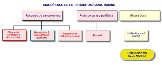 Esquema de los resutados analticos de los recuentos de sangre y frotis de sangre perifrica y de aspirados de mdula sea