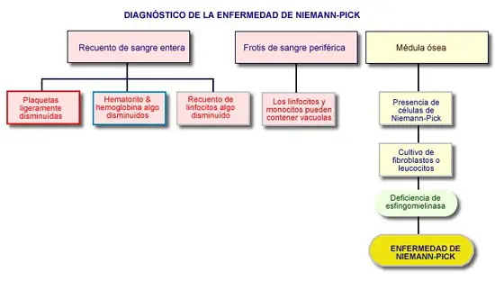 Esquema de los hallazgos de laboratorio en la enfermedad de Niemann-Pick