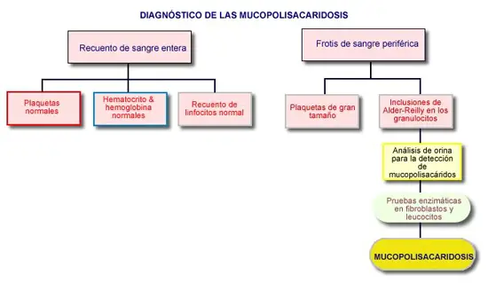 Esquema diagnstico de las mucopolisacaridosis