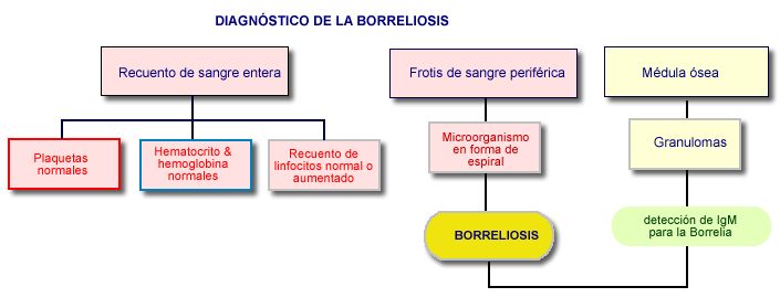 Esquema de diagnstico de la Borreliosis