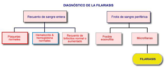 Esquema diagnóstico de la filariasis