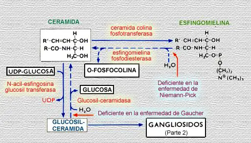 Enfermedad de Niemann-Pick