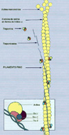 Esquema el mecanismo de la contracción muscular