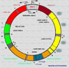 Estructura de cromosoma mitocondrial