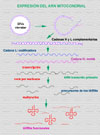 Expresión del ADN mitocondrial