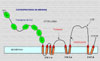 Estructura de la proteína transportadora del cobre