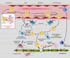 Esquema de la patogénesis