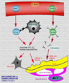 Mecanismo propuesto de la patgenesis de la desmielinizacin