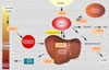 Metabolismo del cobre