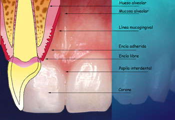 Morfología de los Tejidos Periodontales