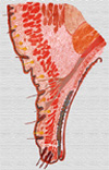 Anatomia del párpado