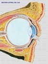 Anatomía del ojo