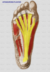 Aponeurosis plantar